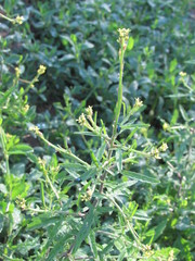 Sisymbrium officinale