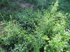 Sisymbrium officinale