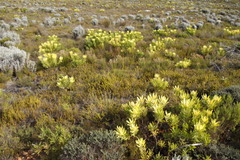 Lachnaea grandiflora