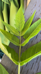 Ailanthus altissima