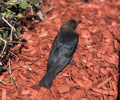 Molothrus ater