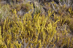 Lachnaea grandiflora
