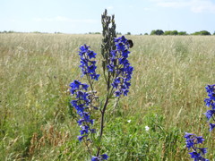 Delphinium elatum