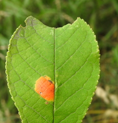 Polystigma fulvum