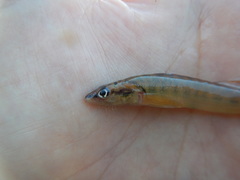 Percina phoxocephala