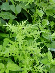 Dysphania graveolens