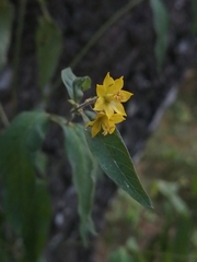 Lysimachia vulgaris