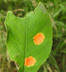 Polystigma fulvum