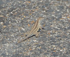 Holbrookia propinqua