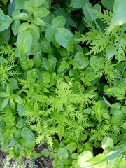 Dysphania graveolens