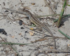 Holbrookia propinqua