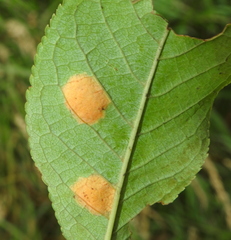 Polystigma fulvum