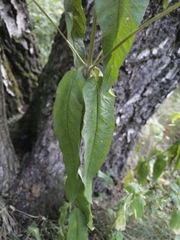 Lysimachia vulgaris