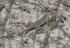 Holbrookia propinqua