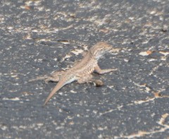 Holbrookia propinqua