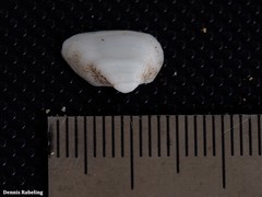 Striarca lactea