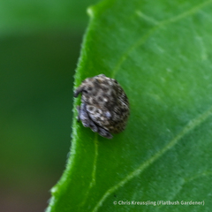 Acanthoscelidius acephalus