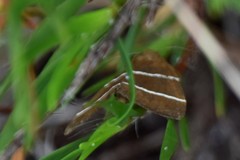 Argyrostrotis quadrifilaris