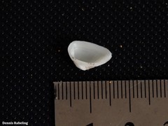 Striarca lactea