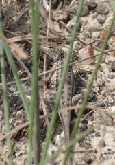 Holbrookia propinqua