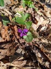 Viola triloba