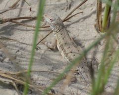 Holbrookia propinqua