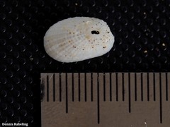 Diodora canariensis