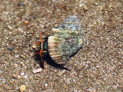 Calcinus obscurus