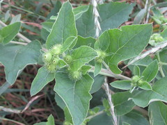 Arctium minus