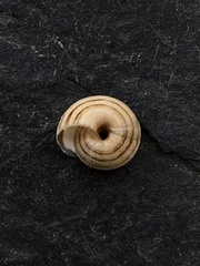 Helicella