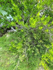 Borrichia arborescens image