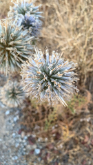 Echinops spinosissimus