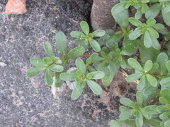 Portulaca oleracea