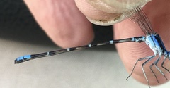 Argia sedula