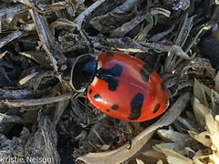 Hippodamia glacialis