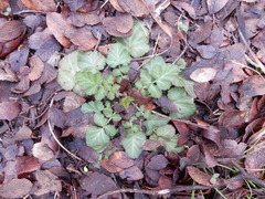 Geum canadense texanum