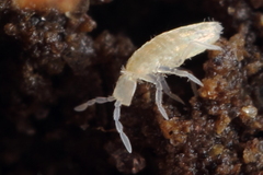 Pseudosinella rolfsi
