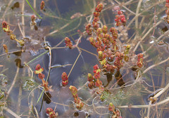 Myriophyllum triphyllum