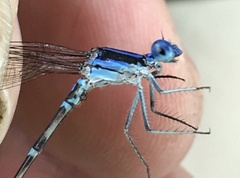 Argia sedula
