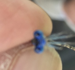 Argia sedula