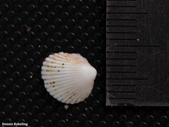 Acanthocardia tuberculata