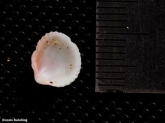 Acanthocardia tuberculata