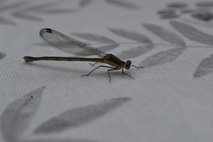 Lestes sponsa