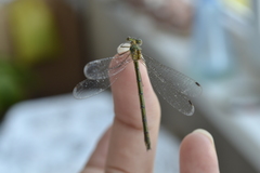 Lestes sponsa