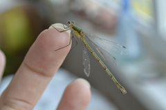 Lestes sponsa