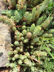 Petrosedum orientale