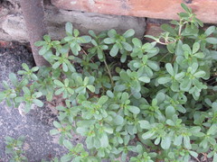 Portulaca oleracea