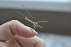 Lestes sponsa