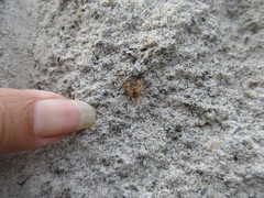 Lepidoptera
