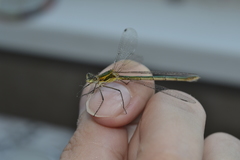 Lestes sponsa